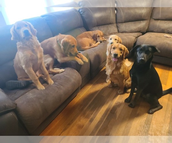 Medium Photo #5  Breeder Profile in SALISBURY, NC, USA