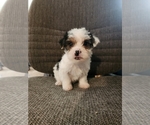 Small breeder photo