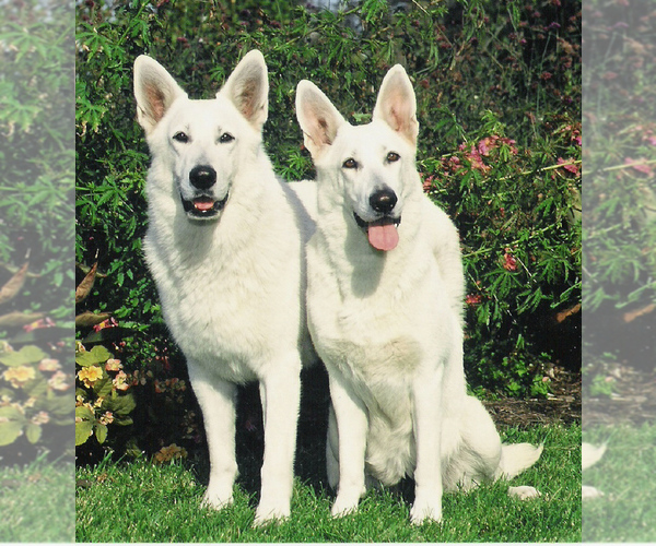 Medium Photo #1  Breeder Profile in VALPARAISO, IN, USA