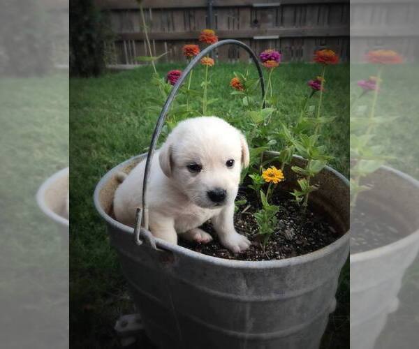 Medium Photo #1  Breeder Profile in SPRINGFIELD, CO, USA