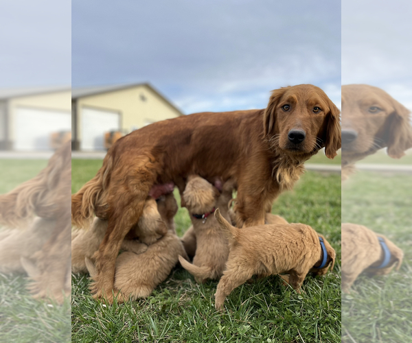 Medium Photo #1  Breeder Profile in ELKTON, KY, USA