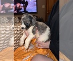 Small #2 Breeder Profile image