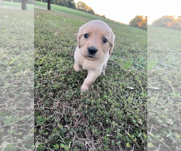 Medium Photo #1  Breeder Profile in CENTERTOWN, MO, USA
