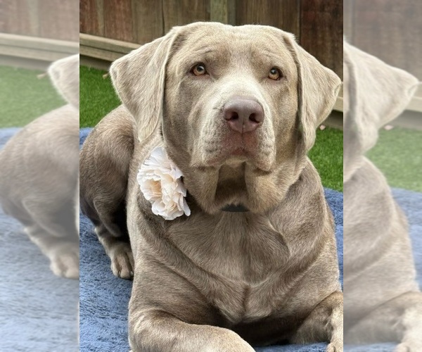 Medium Photo #3  Breeder Profile in MODESTO, CA, USA