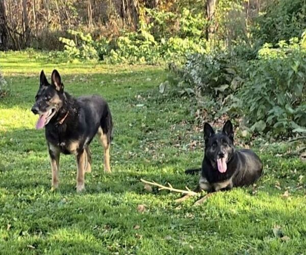 Medium Photo #1  Breeder Profile in HANNIBAL, NY, USA