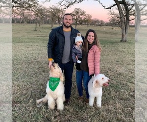 Goldendoodle Dog Breeder in COLLEGE STATION,  USA