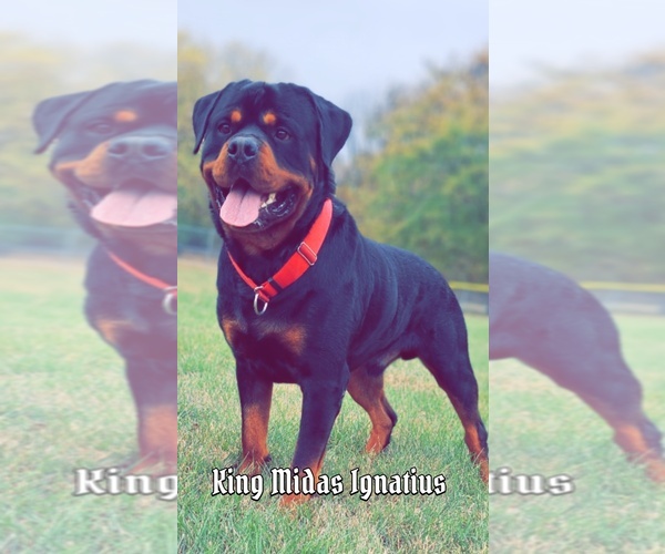 Medium Photo #1  Breeder Profile in BONAPARTE, IA, USA