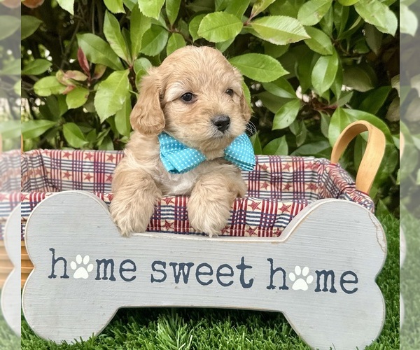 Medium Photo #57  Breeder Profile in BAKERSFIELD, CA, USA