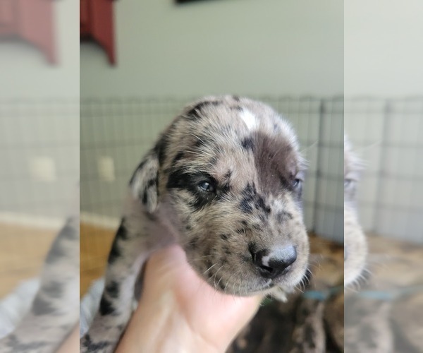 Medium Photo #26  Breeder Profile in MONTEVIEW, ID, USA