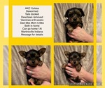 Small breeder photo