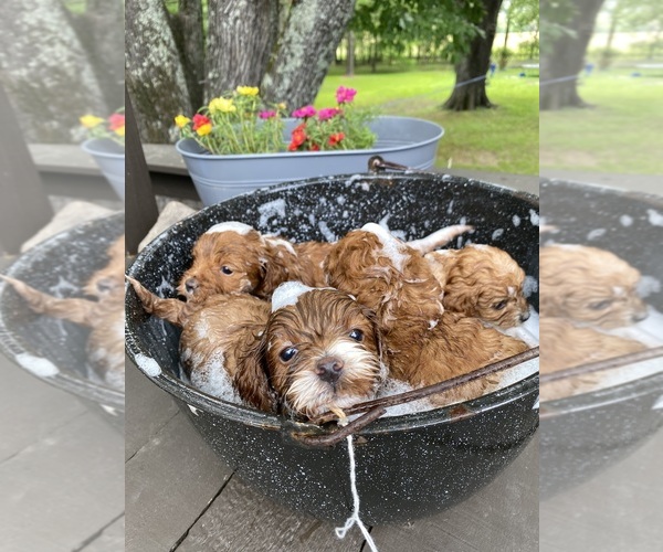 Medium Photo #2  Breeder Profile in MURFREESBORO, AR, USA