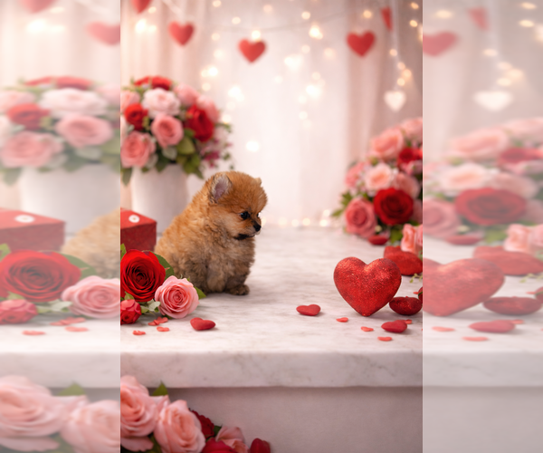 Medium Photo #3  Breeder Profile in CORAL SPRINGS, FL, USA