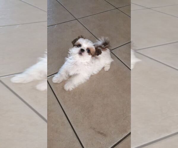 Medium Photo #24  Breeder Profile in WESLEY CHAPEL, FL, USA