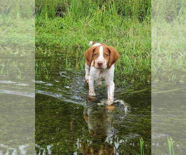 Medium Photo #44  Breeder Profile in HORTENSE, GA, USA