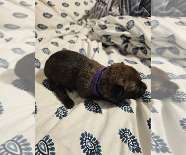 Medium Photo #18  Breeder Profile in SHICKSHINNY, PA, USA