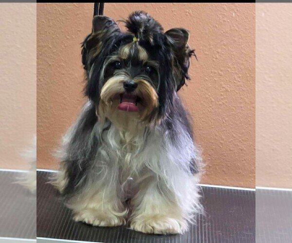 Medium Photo #21  Breeder Profile in TEMPE, AZ, USA