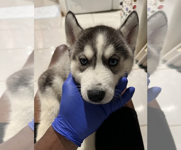 Medium Photo #1  Breeder Profile in ROSELLE, NJ, USA