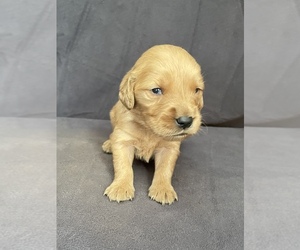 Golden Retriever Dog Breeder in HACKETT,  USA