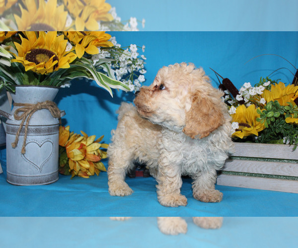 Medium Photo #5  Breeder Profile in CHANUTE, KS, USA