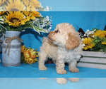 Small #4 Breeder Profile image