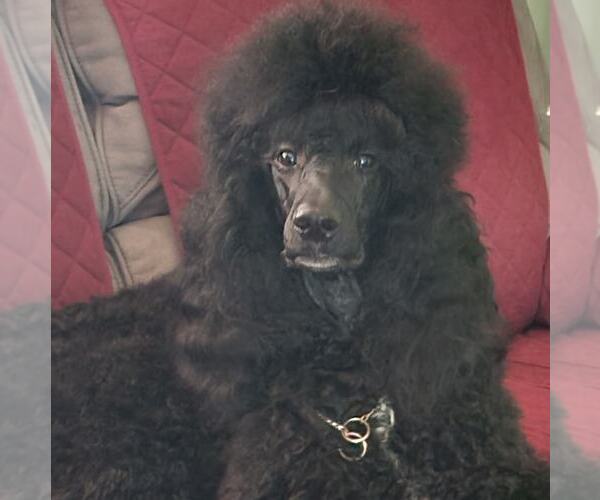 Medium Photo #1  Breeder Profile in NOTTINGHAM, MD, USA