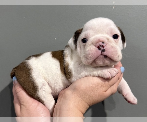 Medium Photo #4  Breeder Profile in EVEREST, KS, USA