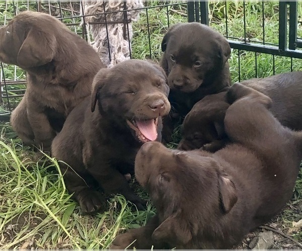 Medium Photo #1  Breeder Profile in ALDERPOINT, CA, USA