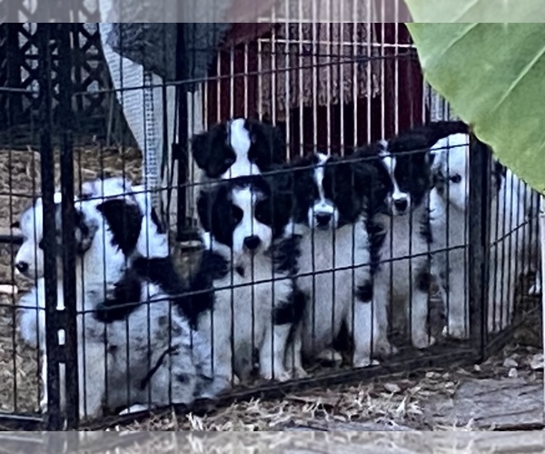 Medium Photo #1  Breeder Profile in HORN LAKE, MS, USA