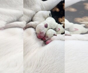 Labrador Retriever Dog Breeder near GOLD CANYON, AZ, USA