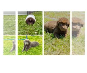 Newfoundland Dog Breeder near BRADYVILLE, TN, USA