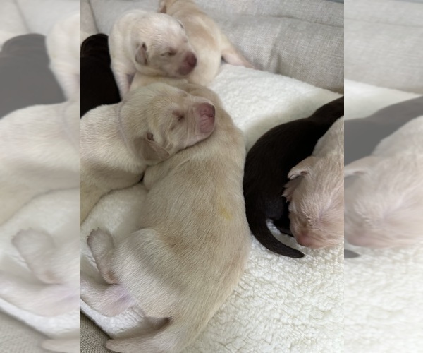 Medium Photo #2  Breeder Profile in VERO BEACH, FL, USA