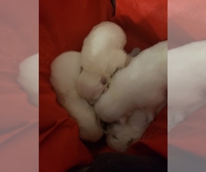 Japanese Spitz Dog Breeder near WAUSAU, WI, USA