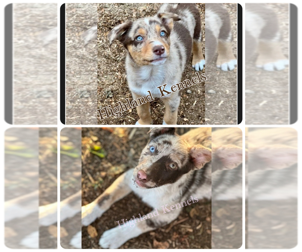 Medium Photo #42  Breeder Profile in CAMAS, WA, USA