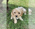 Small #5 Breeder Profile image