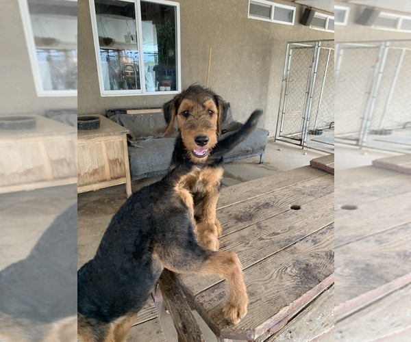 Medium Photo #11  Breeder Profile in GALT, CA, USA