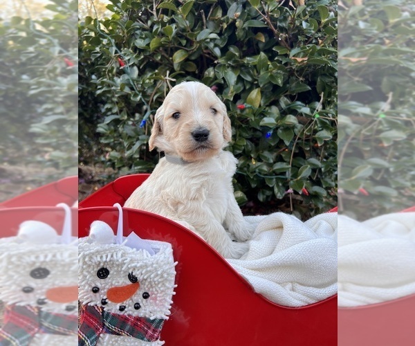 Medium Photo #9  Breeder Profile in ENTERPRISE, AL, USA