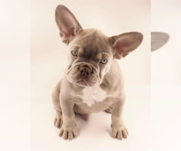 Medium Photo #1  Breeder Profile in HOUSTON, TX, USA