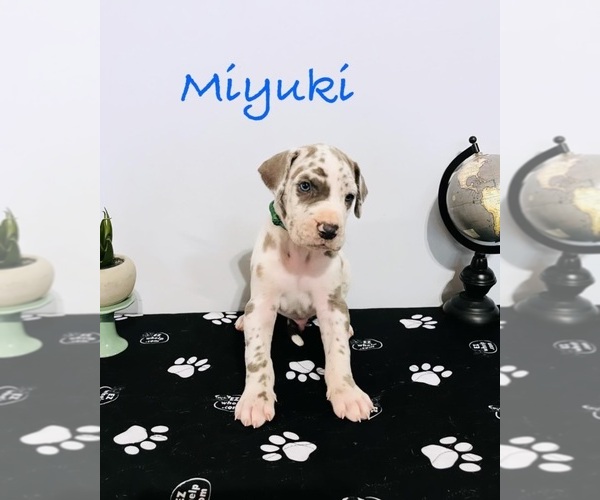 Medium Photo #1  Breeder Profile in FLOWERY BRANCH, GA, USA