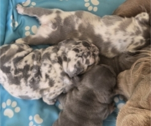 French Bulldog Dog Breeder near GLEN BURNIE, MD, USA