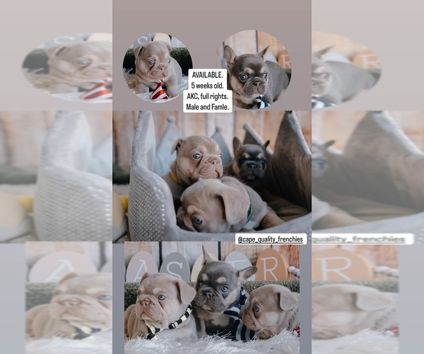 Medium Photo #6  Breeder Profile in CAPE CORAL, FL, USA