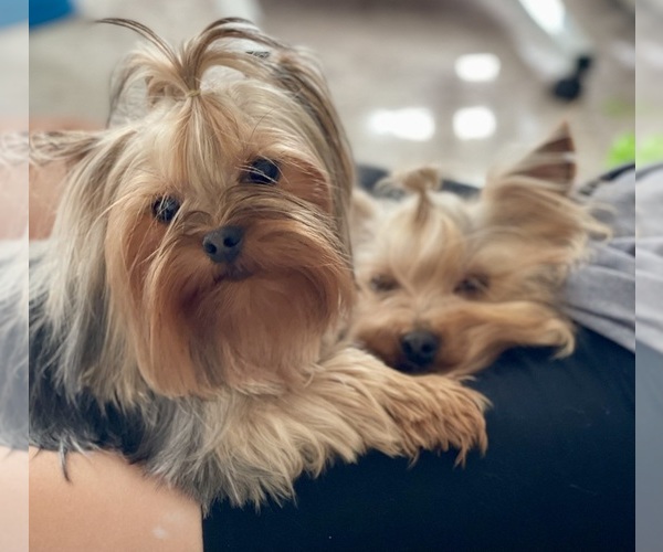 Medium Photo #1  Breeder Profile in PITTSBURG, CA, USA
