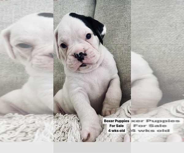 Medium Photo #2  Breeder Profile in MIAMI, FL, USA