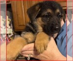 Small #11 Breeder Profile image