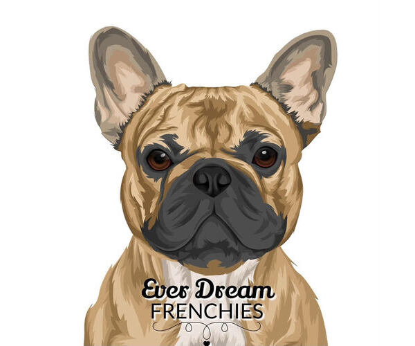 Medium Photo #1  Breeder Profile in PALM BAY, FL, USA