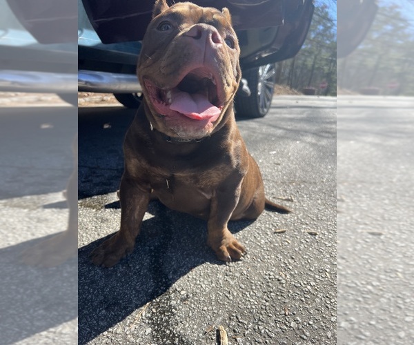 Medium Photo #1  Breeder Profile in AUSTELL, GA, USA