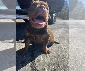 American Bully Dog Breeder near AUSTELL, GA, USA