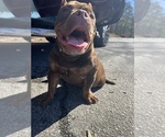 Small breeder photo