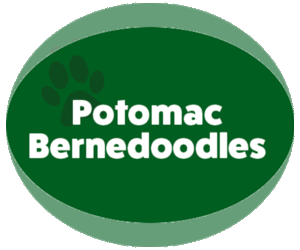 Bernedoodle Dog Breeder near SPRINGFIELD, VA, USA