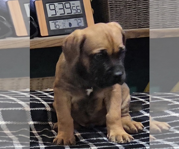Medium Photo #11  Breeder Profile in MOUNT WASHINGTON, KY, USA