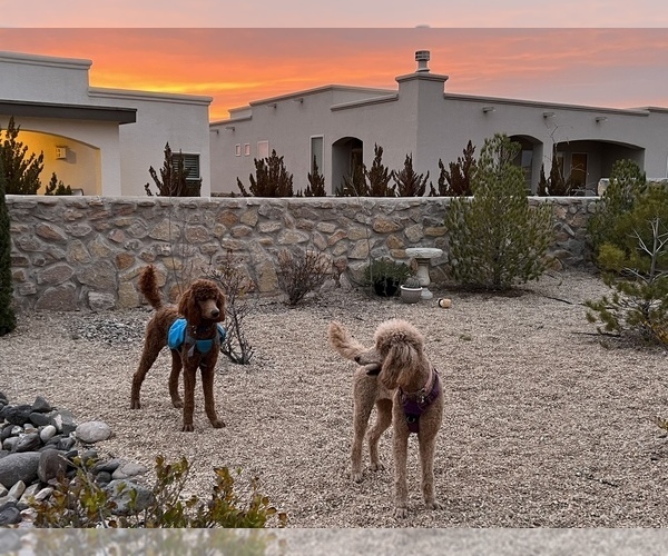 Medium Photo #5  Breeder Profile in LAS CRUCES, NM, USA